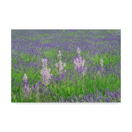 Cora Niele 'Lavender Fields With Clary Sage' Canvas Art,30x47